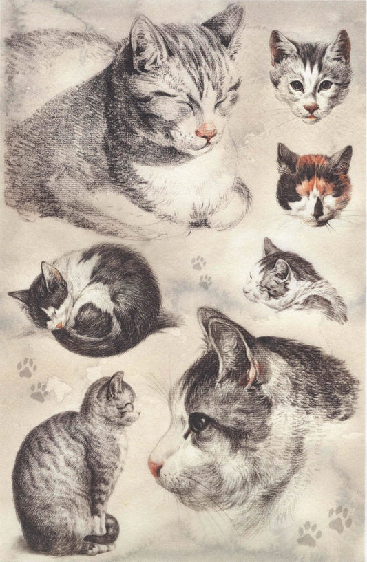 Reispapier A4 - Portraits of cat - Bastelschachtel - Reispapier A4 - Portraits of cat