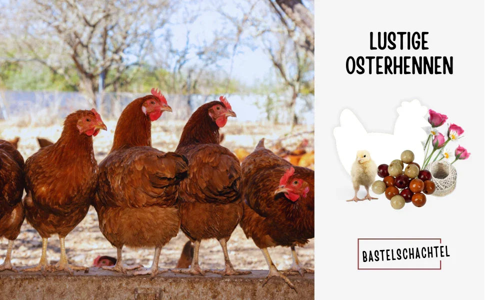 Lustige Osterhennen - Bastelschachtel