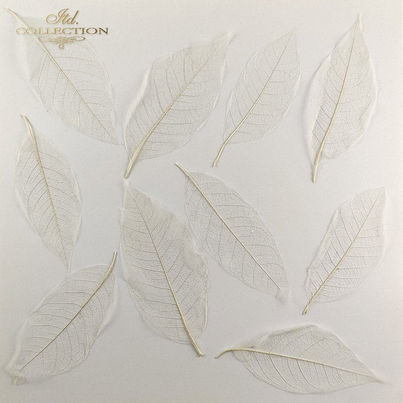 Magnolien - Skelettblätter - Bastelschachtel