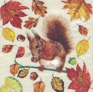 Serviette - Eating squirrel - Bastelschachtel - Serviette - Eating squirrel