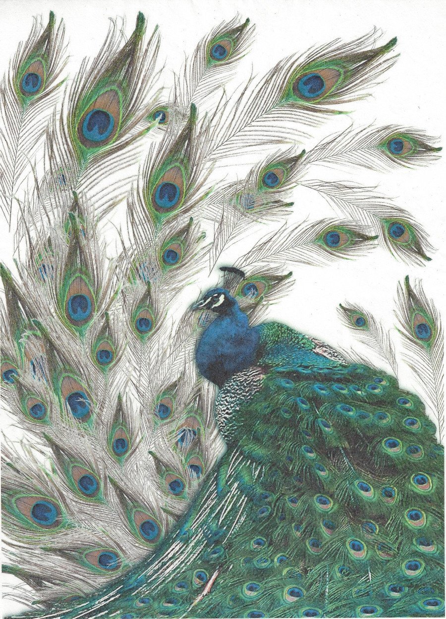 Reispapier A4 - Pfau - Bastelschachtel