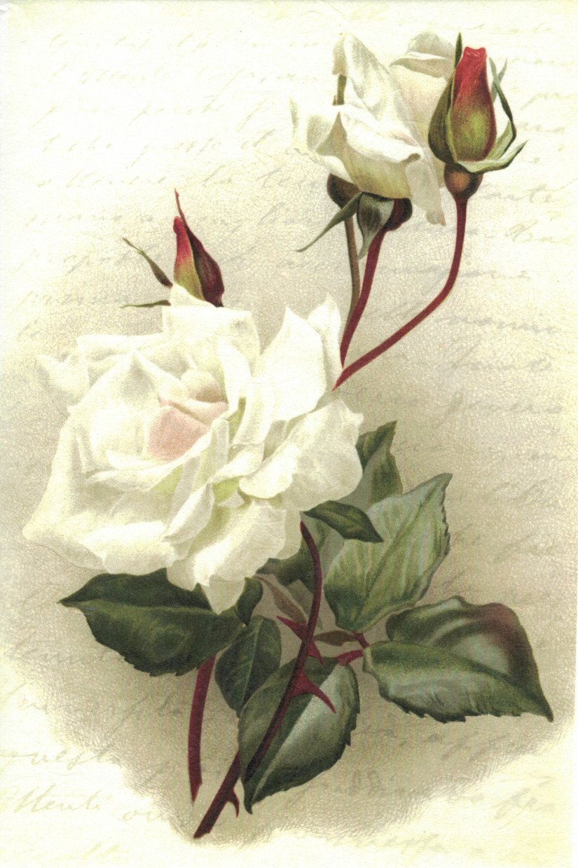 Reispapier A4 - White rose impression - Bastelschachtel
