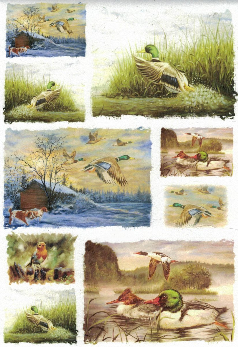 Reispapier A4 - Wildducks - Bastelschachtel - Reispapier A4 - Wildducks