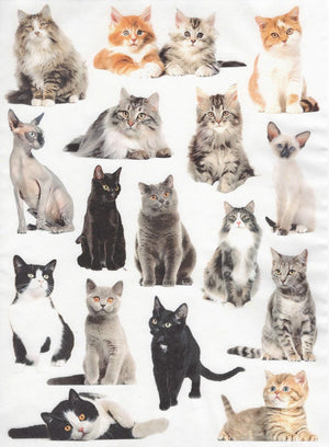 Reispapier A4 - Cat portraits - Bastelschachtel - Reispapier A4 - Cat portraits