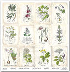 Scrapbook Papierblock 12,2"x12,6" - Herbarium - Bastelschachtel