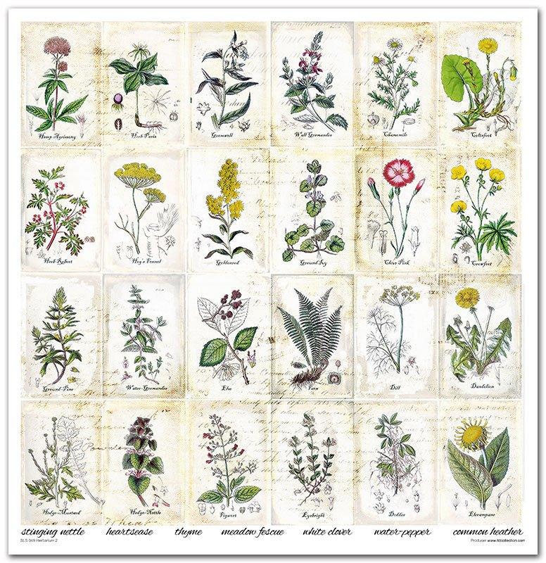 Scrapbook Papierblock 12,2"x12,6" - Herbarium - Bastelschachtel