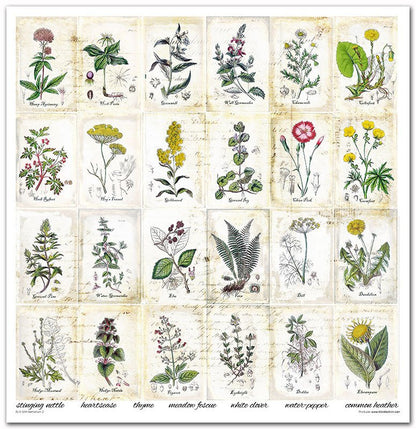 Scrapbook Papierblock 12,2"x12,6" - Herbarium - Bastelschachtel - Scrapbook Papierblock 12,2"x12,6" - Herbarium