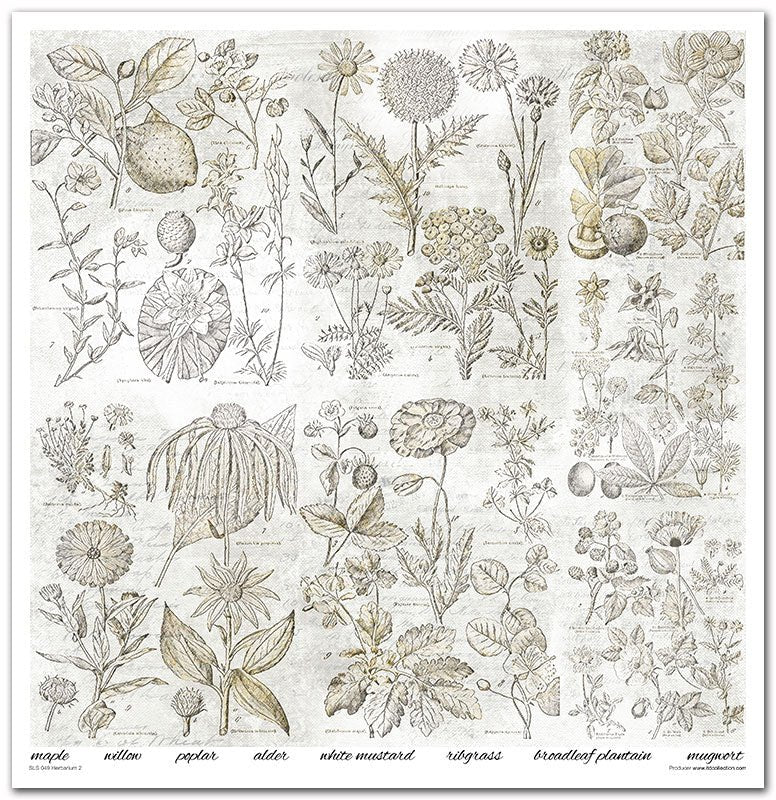Scrapbook Papierblock 12,2"x12,6" - Herbarium - Bastelschachtel - Scrapbook Papierblock 12,2"x12,6" - Herbarium