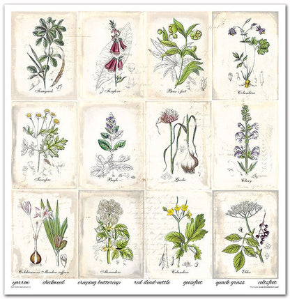 Scrapbook Papierblock 12,2"x12,6" - Herbarium - Bastelschachtel - Scrapbook Papierblock 12,2"x12,6" - Herbarium