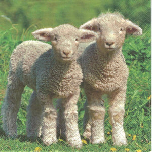 Serviette - Cute lamb 1. - Bastelschachtel - Serviette - Cute lamb 1.